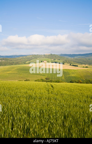 Weizen-Felder in der Nähe von Cormignano Comune di Marsciano Umbrien Italien Stockfoto