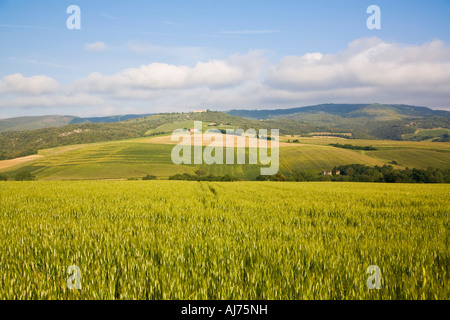 Weizen-Felder in der Nähe von Cormignano Comune di Marsciano Umbrien Italien Stockfoto