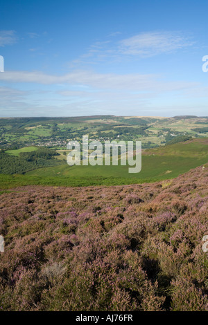 Blühende Heide, Eyam Moor, Peak District, UK Stockfoto
