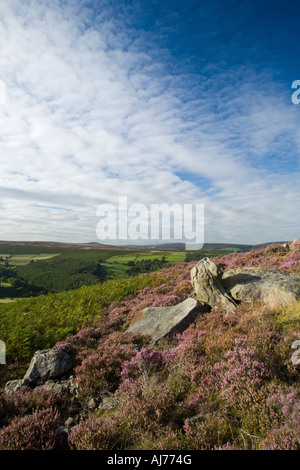 Blühende Heide, Eyam Moor, Peak District, UK Stockfoto