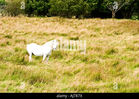 Einsamen weißen Pferd auf der Weide auf der Isle Of Skye Stockfoto