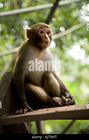 kleine Affen Leben mit einem Stamm der Gibbon Experience in der Nähe von Huay Xai in Laos Stockfoto