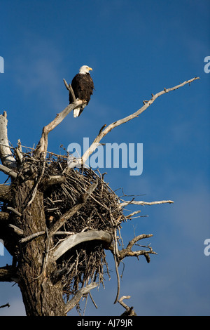 Weißkopf-Seeadler (Haliaeetus Leucocephalus) in der Nähe von Nest, Yellowstone-Nationalpark, Wyoming Stockfoto