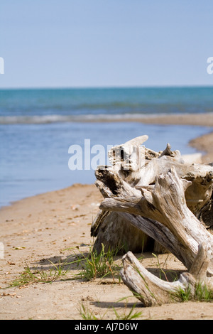 Großes Stück Treibholz am Strand in der Nähe der Mündung eines Flusses Stockfoto
