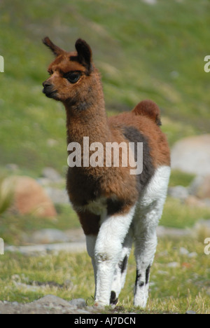 Eine junge Lama Spaziergänge in einem grünen Tal über die Stadt Potosi, Bolivien. Stockfoto