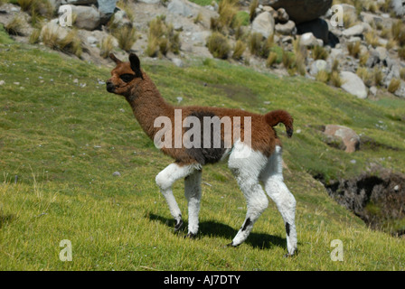 Eine junge Lama Spaziergänge in einem grünen Tal über die Stadt Potosi, Bolivien. Stockfoto