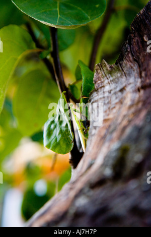 Praying mantis Stockfoto