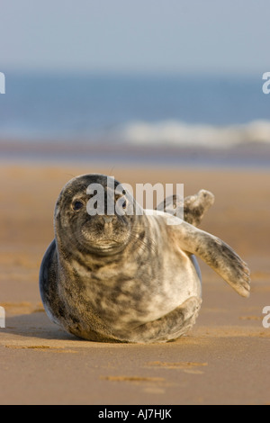 Grey Seal Pup am Strand Stockfoto