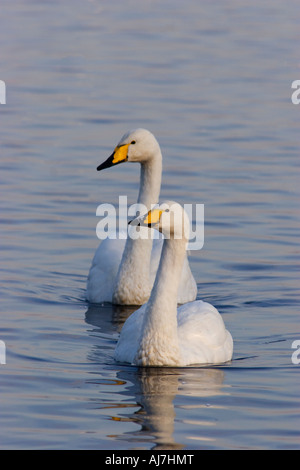 Whooper Schwan paar auf dem Wasser Stockfoto