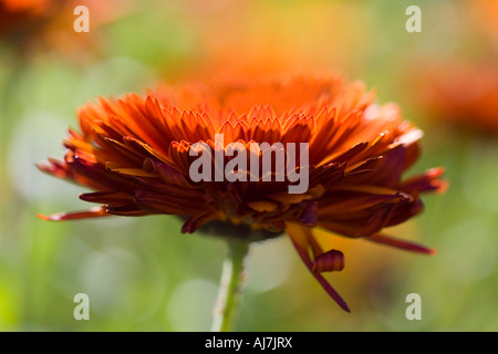 Ringelblume Stockfoto