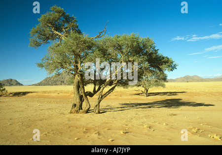 Kamel Accasia Dornenbaum in der Namib-Wüste Stockfoto
