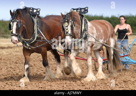 Passen zwei Shire-Pferden beim Pflügen Stockfoto