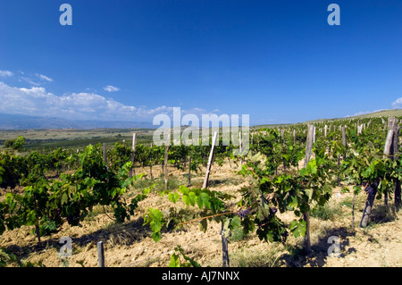 Weinberge in der Nähe von Melnik, Pirin-Gebirges, Bulgarien Stockfoto