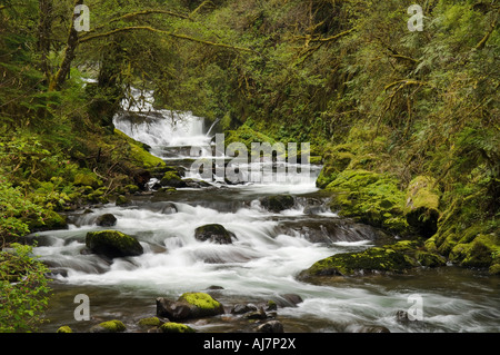 Wasserfälle auf Sweet Creek Siuslaw National Forest Coast Range Mountains Oregon Stockfoto