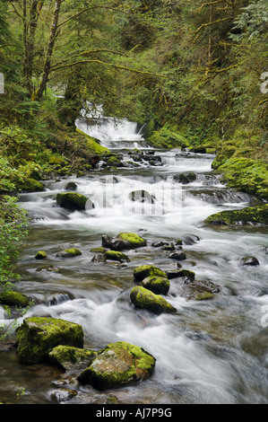 Wasserfälle auf Sweet Creek Siuslaw National Forest Coast Range Mountains Oregon Stockfoto