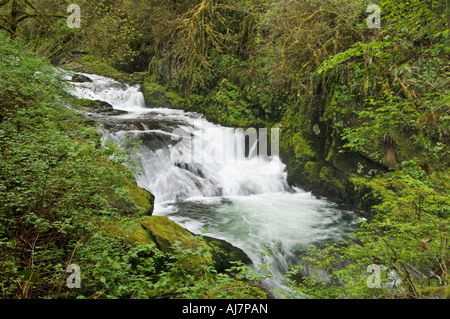 Wasserfall auf Sweet Creek Siuslaw National Forest Coast Range Mountains Oregon Stockfoto