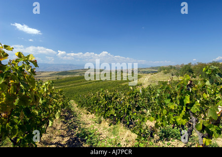 Weinberge in der Nähe von Melnik, Pirin-Gebirges, Bulgarien Stockfoto