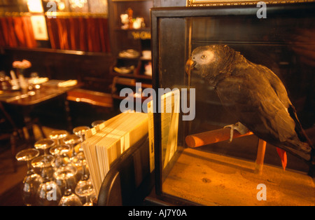 Polly der ausgestopften Papagei im Chop House of Ye Olde Cheshire Cheese Pub, Fleet Street, London, England Stockfoto