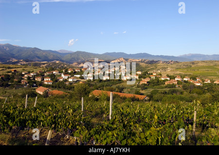 Weinberge in der Nähe von Melnik, Pirin-Gebirges, Bulgarien Stockfoto