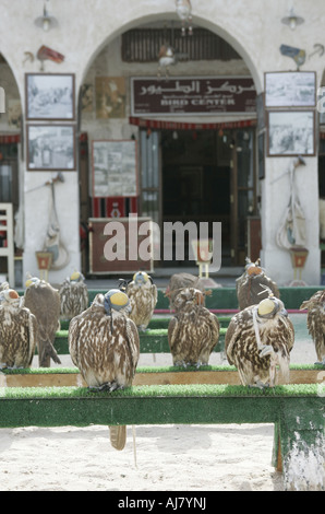 Anzeige des Falken auf den Vogel, Center in Doha, Katar. Stockfoto