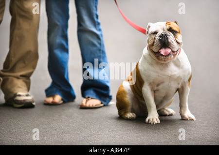 Beine der kaukasischen paar mit englische Bulldogge an Leine Stockfoto