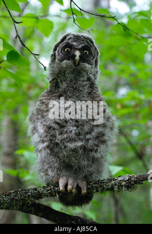 Eine große graue Owlet in der Nähe von Fairbanks, Alaska Stockfoto
