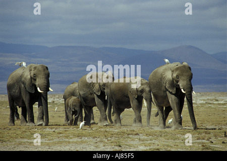 Elefanten und Kuhreiher in Amboseli Kenia in Ostafrika Stockfoto