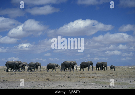 Elefanten und Kälber in Zeile in Amboseli, Kenia Stockfoto