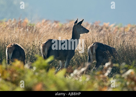Rothirsch Cervus Elaphus Fütterung Hintergrundbeleuchtung Richmond park london Stockfoto