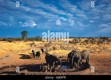 Eine Familiengruppe von Elefanten zu trinken an großen Toms Wasserstelle in der Nähe von Robins Camp Hwange Nationalpark Simbabwe sammeln Stockfoto