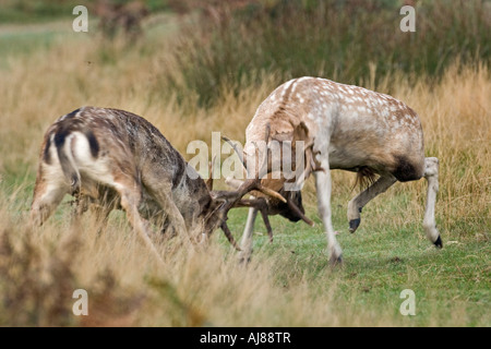 Damhirschen Cervus Dama Böcke im Richmond Park in der Brunftzeit kämpfen Stockfoto