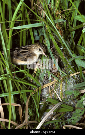 Fan-tailed Warbler oder drolligen Cistensänger (Cistensänger kommt) am Nest, Rom, Italien Stockfoto