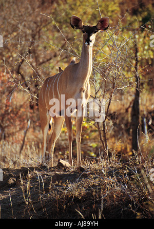 Weibliche große Kudu in Mopani Wald Hwange Nationalpark Simbabwe Stockfoto