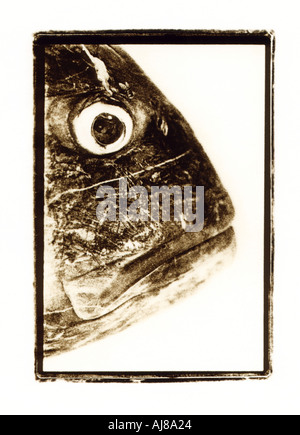 Schwarzweiss Sepia getönten Litho-Print von Fischkopf Stockfoto
