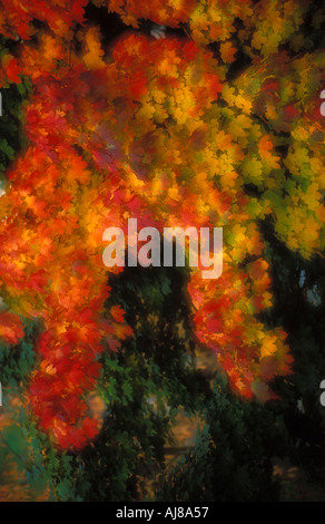 Herbstfärbung Bayern Deutschland Stockfoto