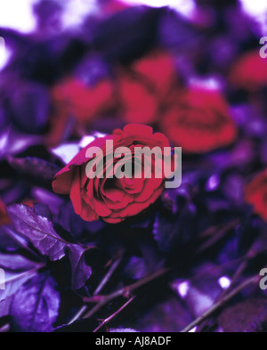 rote Rosen auf lila Blätter Stockfoto