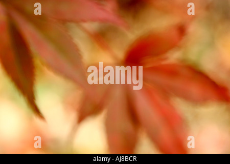 Auszug aus Herbstlaub Stockfoto