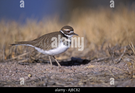 KILLDEER Charadrius vociferus Stockfoto