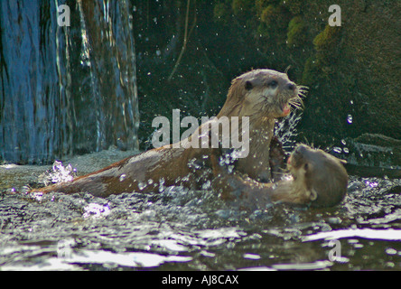 Otter spielen im Wasser