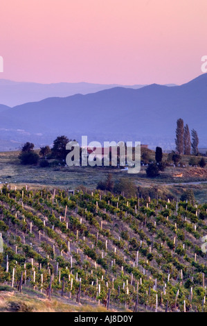 Weinberge in der Nähe von Melnik, Pirin-Gebirges, Bulgarien Stockfoto