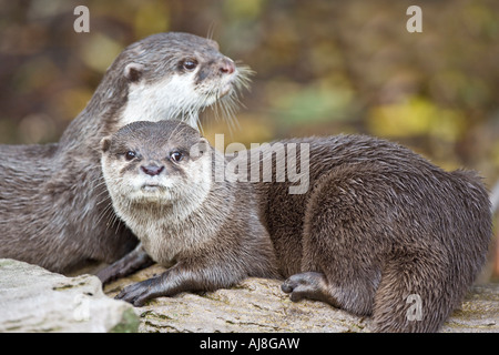 Orientalische kleine krallte Otter Stockfoto