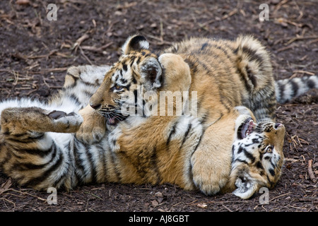 Zwei Bengal Tiger cubs Stockfoto