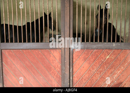 Pferde im Stallbereich in Horas Nationalgestüt in St. Lo Normandie Frankreich Stockfoto