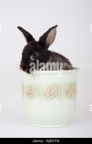 schwarzer Hase in einem Blumentopf isoliert auf einem grau Stockfoto