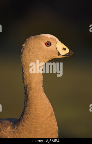 Cape kargen Gans Cereopsis novaehollandiae Stockfoto