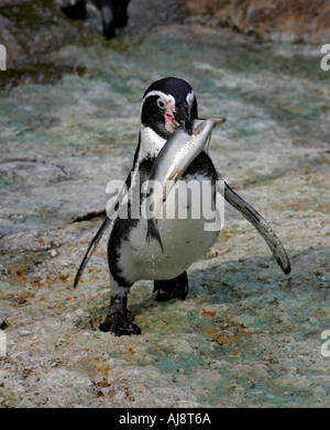 Humboldt-Pinguin mit einem Fisch Stockfoto