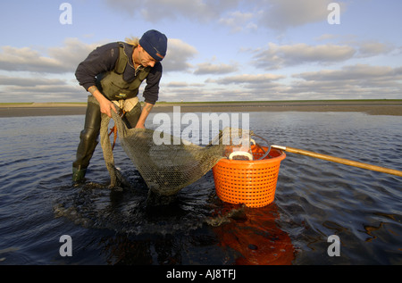 Texel ein traditionelles Kokkelvissers oder Herzmuschel Fischer am frühen Morgen bei Ebbe auf die wad Stockfoto