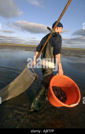 Texel ein traditionelles Kokkelvissers oder Herzmuschel Fischer am frühen Morgen bei Ebbe auf die wad Stockfoto