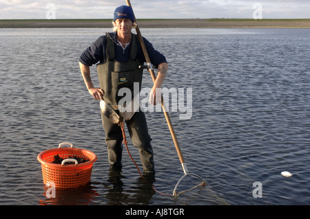 Texel ein traditionelles Kokkelvissers oder Herzmuschel Fischer am frühen Morgen bei Ebbe auf die wad Stockfoto