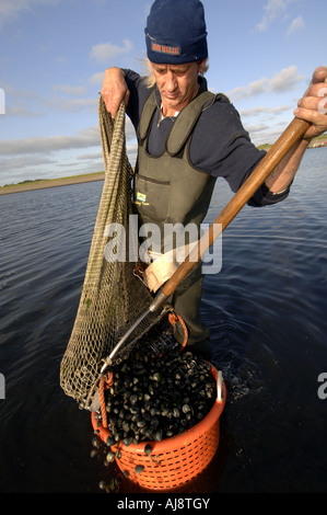 Texel ein traditionelles Kokkelvissers oder Herzmuschel Fischer am frühen Morgen bei Ebbe auf die wad Stockfoto